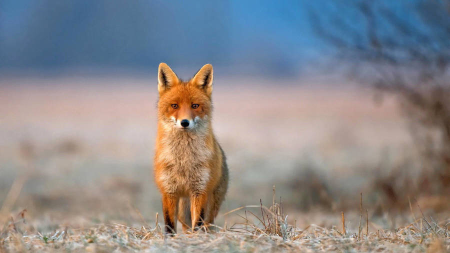 Staring Brown Fox Wallpaper