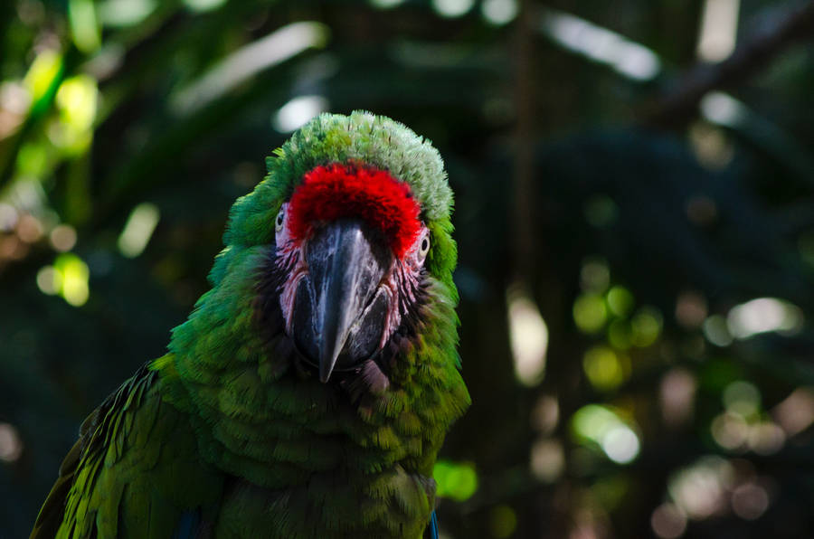 Staring Green Parrot Hd Wallpaper