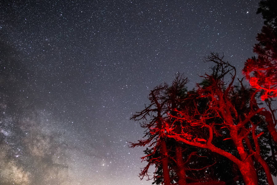 Starry Dark Red Trees Wallpaper