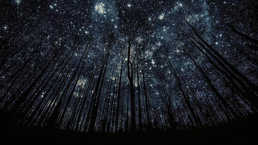 Starry Forest Best Ever Desktop Wallpaper