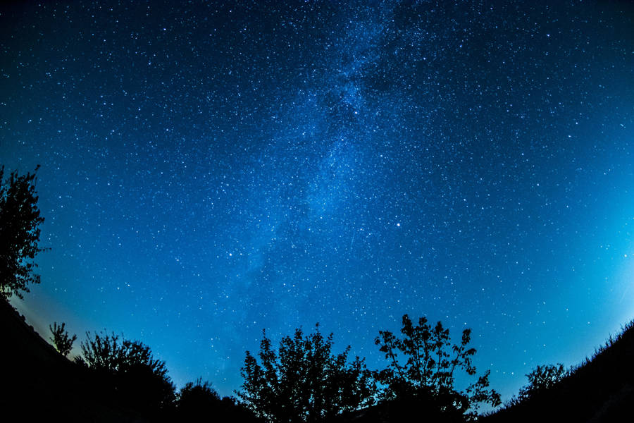 Starry Sky With Plant Silhouettes Wallpaper