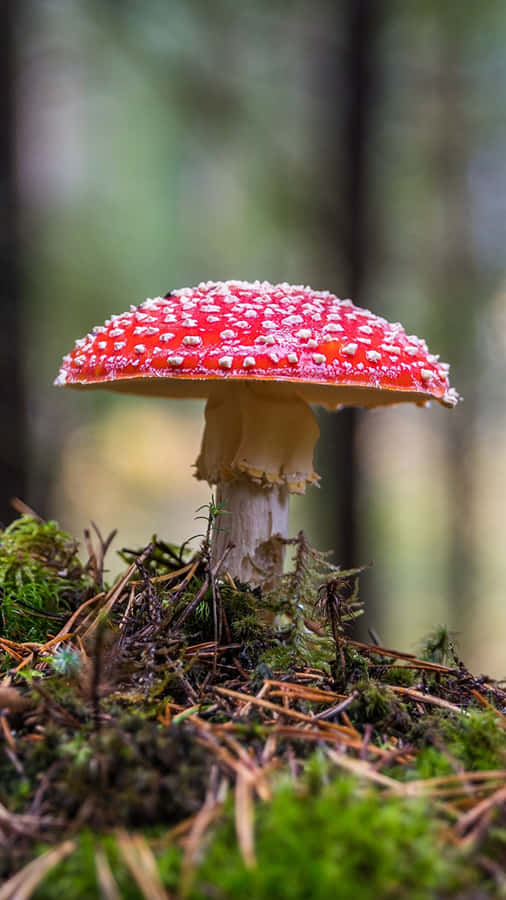 Stay Connected In Style With This Beautiful Mushroom Phone Wallpaper