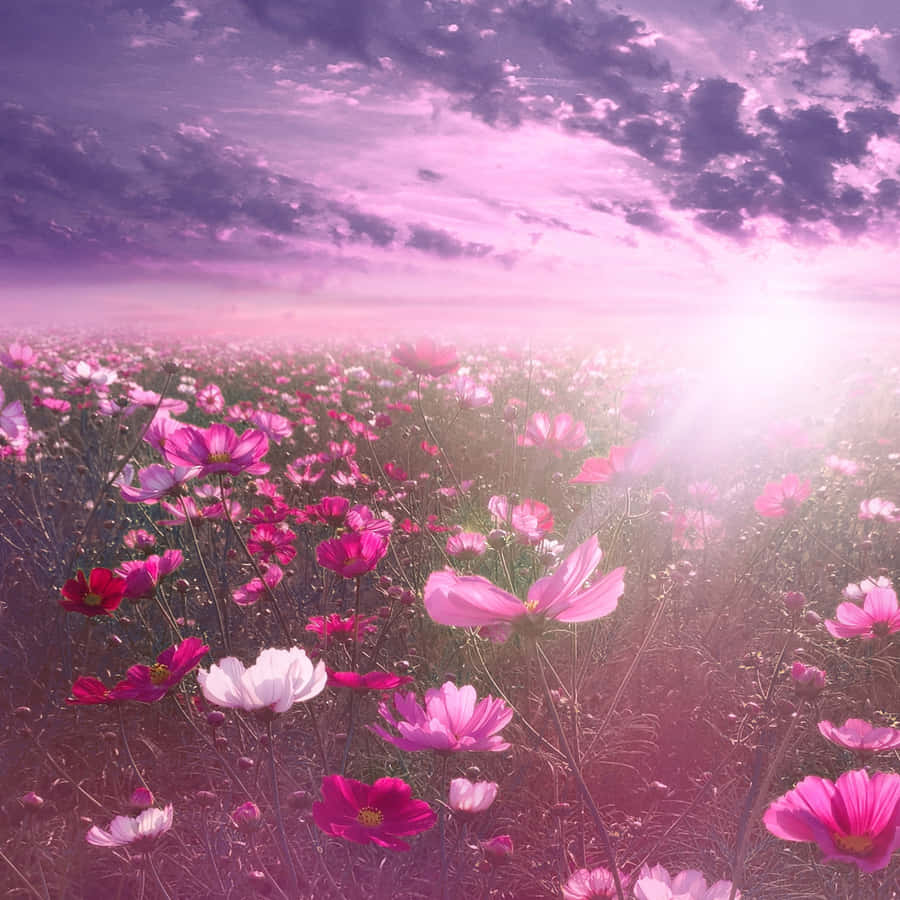 Stay Connected With Our Pink Flower Phone! Wallpaper