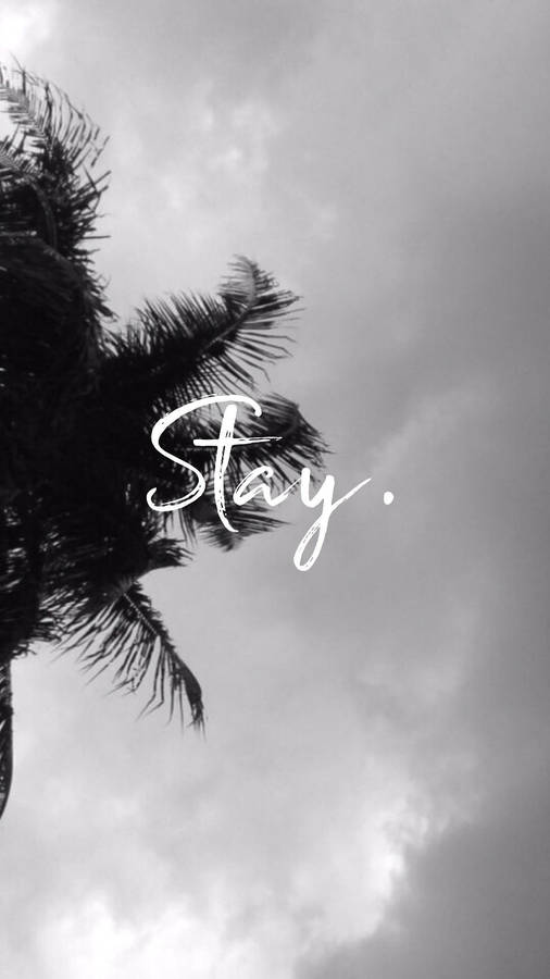 Stay Palm Tree Dark Grey Iphone Wallpaper