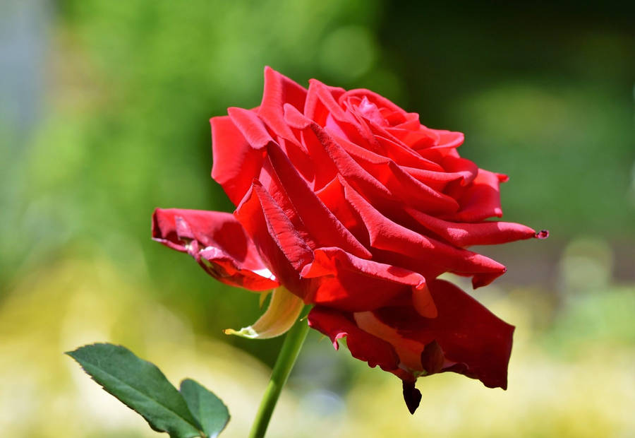 Stem Of Red Rose Flower Desktop Wallpaper