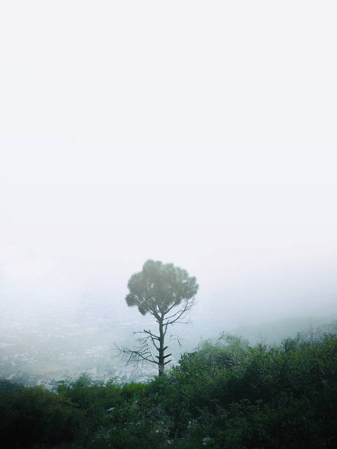 Stone Pine Dope Iphone Wallpaper