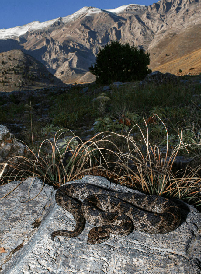 Strange Mountain Viper Eastern Wallpaper