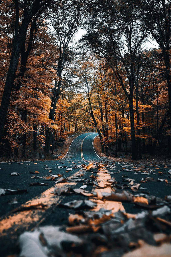 Street And Yellow Trees Fall Iphone Wallpaper