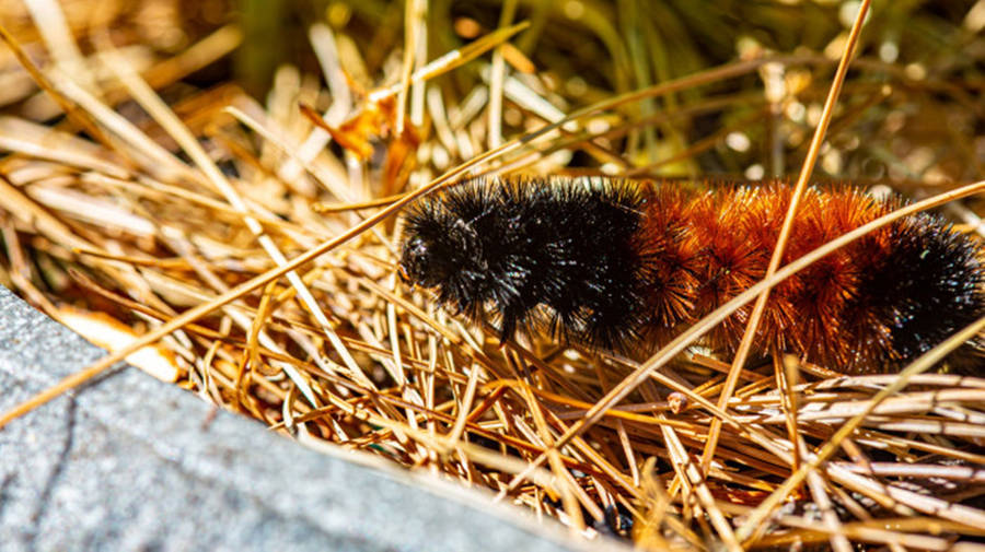 Striking Caterpillar Close-up Amidst Haystack Wallpaper