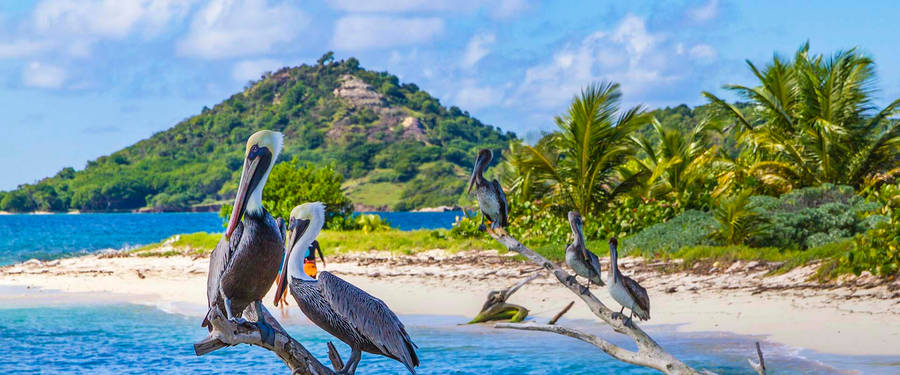 Striking Shot Of A Pelican In Flight, Grenada, North America Wallpaper