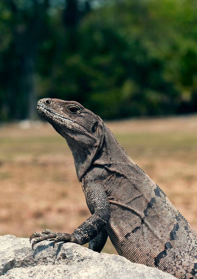 Striped Komodo Dragon Monitor Lizard Wallpaper