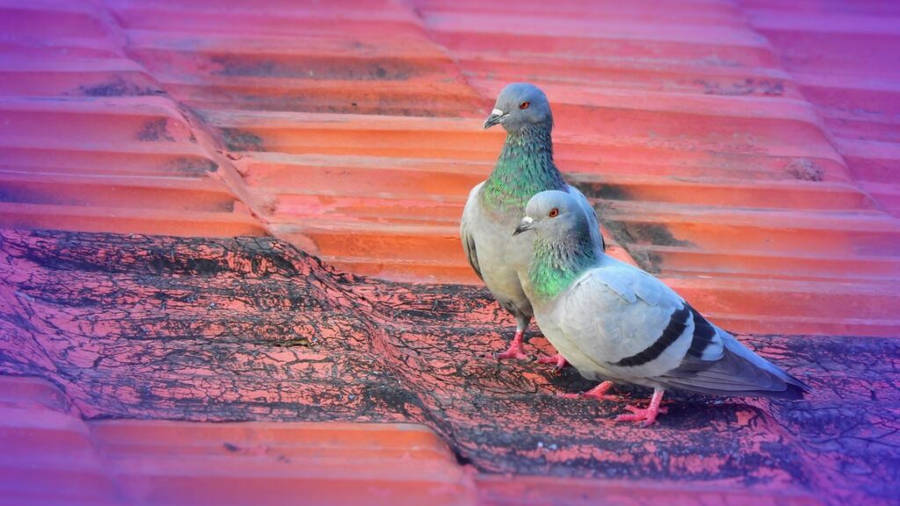 Stunning 1920x1080 Hd Image Of A Feral Pigeon Wallpaper