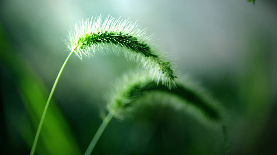 Stunning 4k Green Foxtail Plant Image Wallpaper