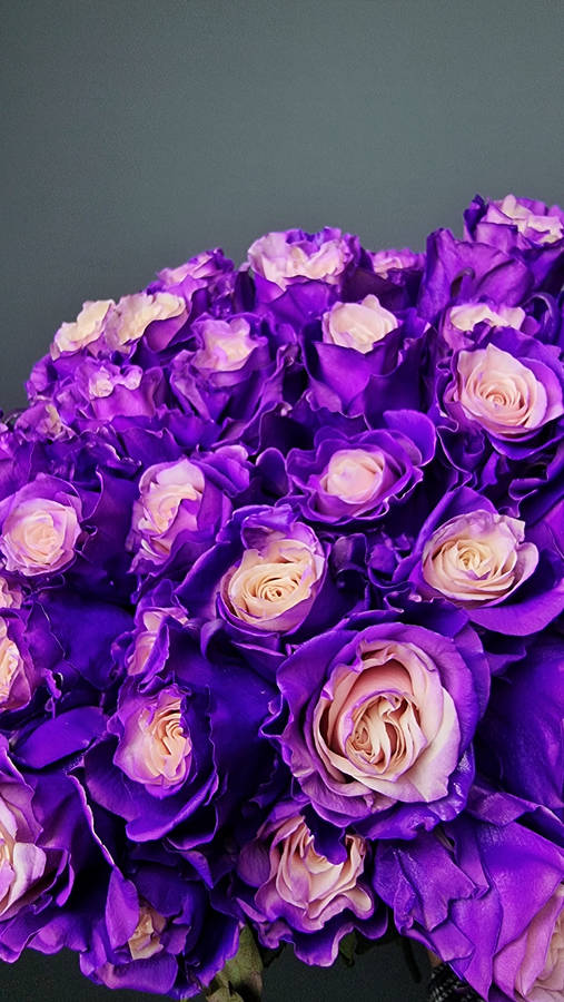 Stunning Bouquet Of Purple Roses Wallpaper