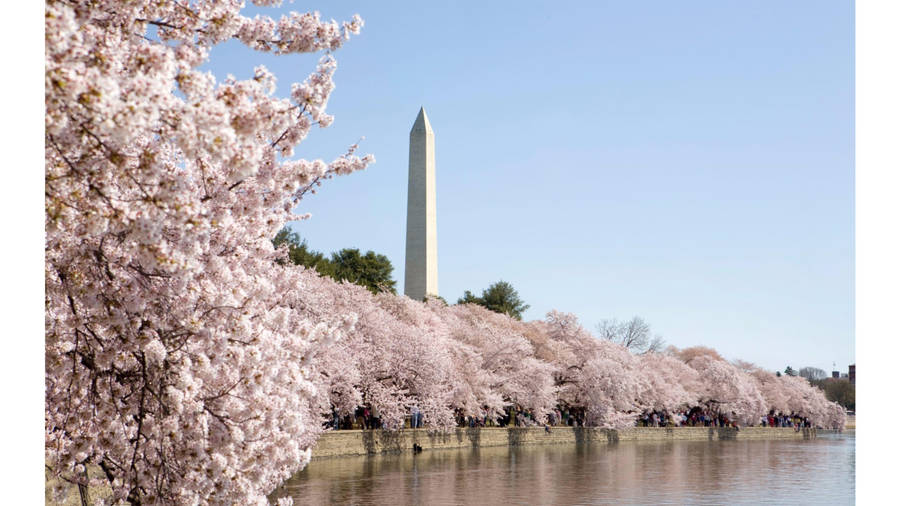 Stunning Cherry Blossom Season In Washington Dc Wallpaper