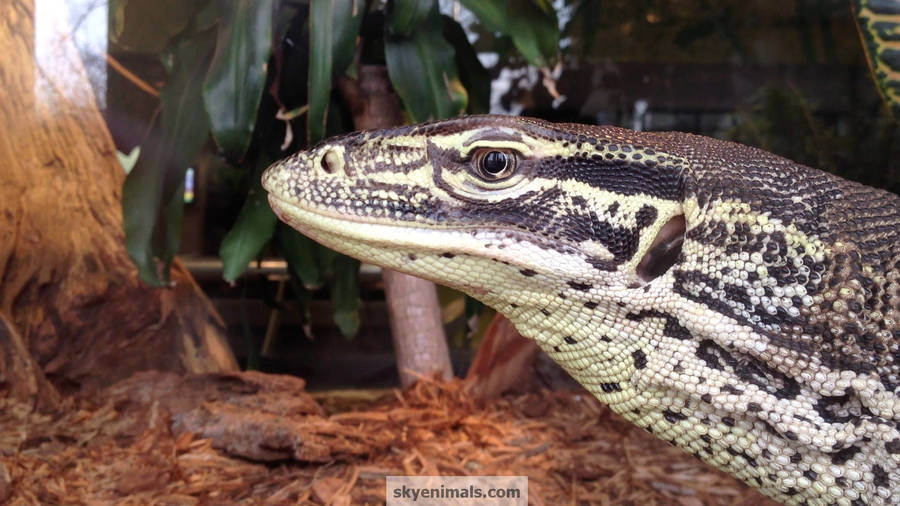 Stunning Close-up Of A Captive Argus Monitor Lizard Wallpaper