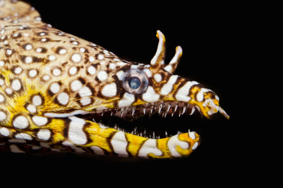 Stunning Close-up Of A Moray Eel Wallpaper