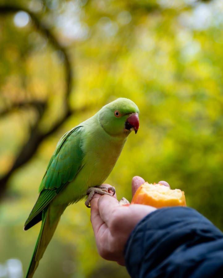 Stunning Close-up Of Green Parrot In Hd Wallpaper