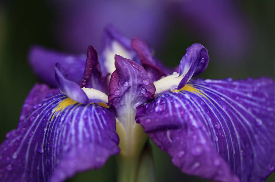 Stunning Close-up Of Vibrant Iris Ensata Flower Wallpaper