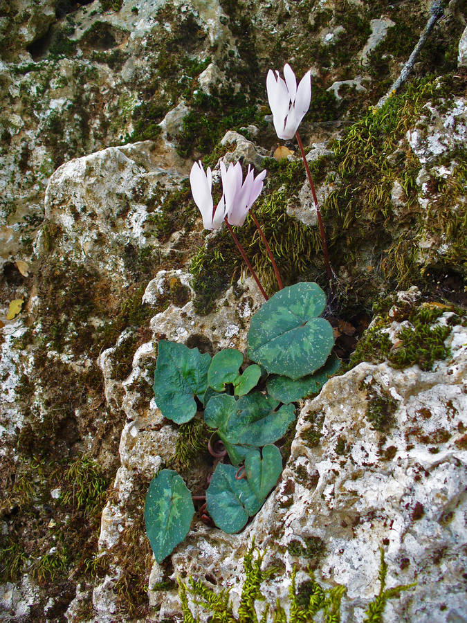 Stunning Cyclamen Creticum Plant In Full Bloom Wallpaper