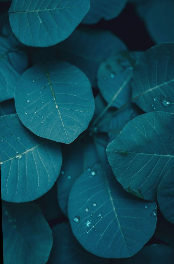 Stunning Dark Teal Leaves Wallpaper For Iphone Wallpaper