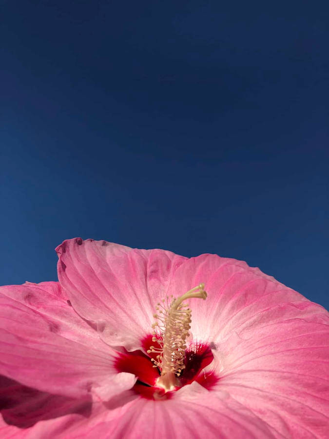 Stunning Dinner Plate Hibiscus In Full Bloom Wallpaper