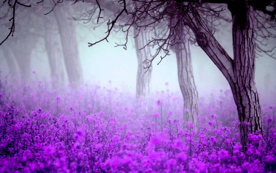 Stunning English Lavender Blooms In A Garden Wallpaper