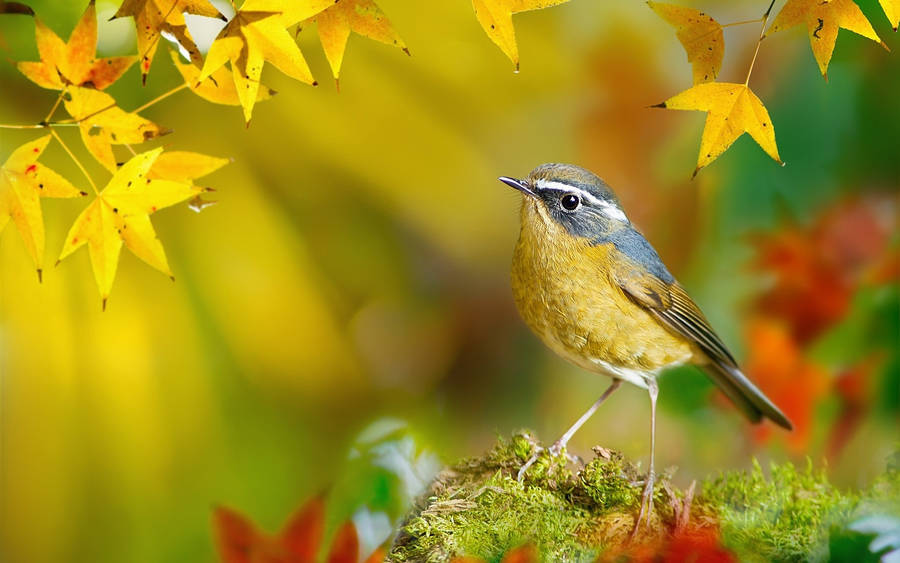 Stunning Golden Yellow Bird Perched Gracefully Wallpaper