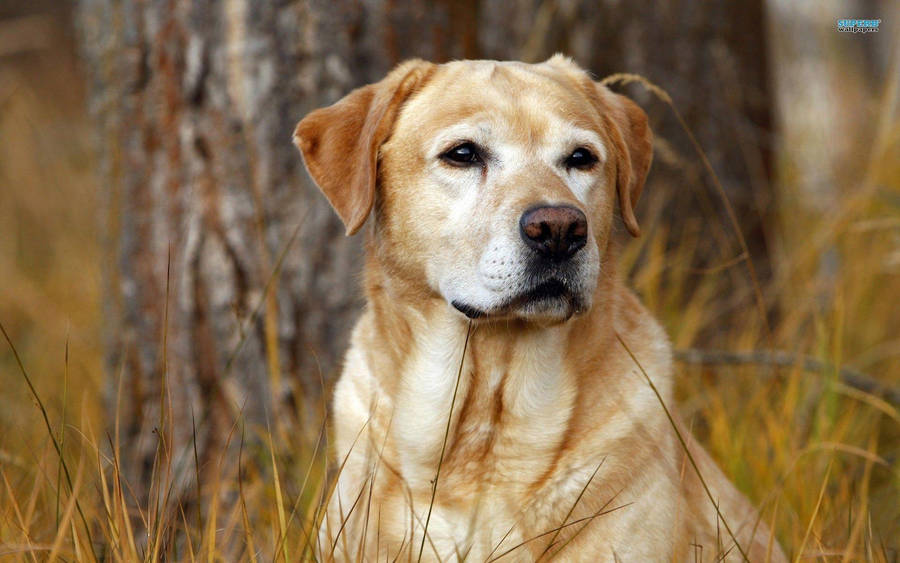 Stunning Labrador Photography Wallpaper