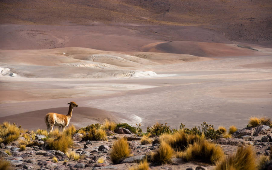 Stunning Landscape Of San Pedro De Atacama, Chile Wallpaper