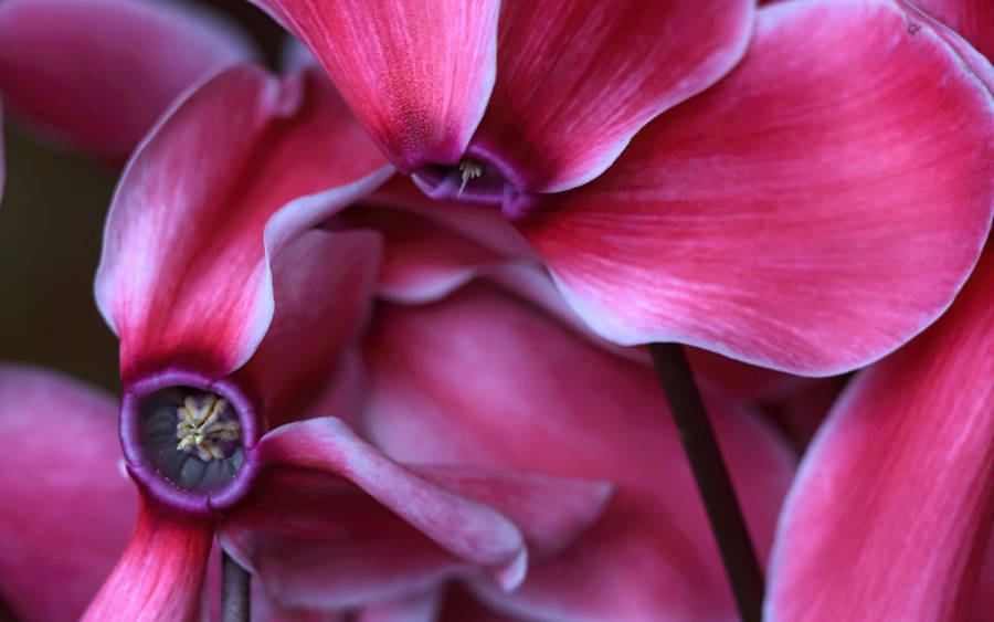 Stunning Macro View Of Cyclamen Flowers Wallpaper