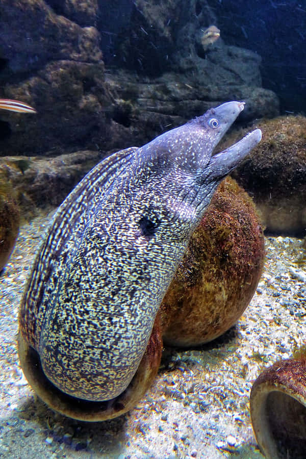 Stunning Moray Eel Emerging From Coral Refuge Wallpaper