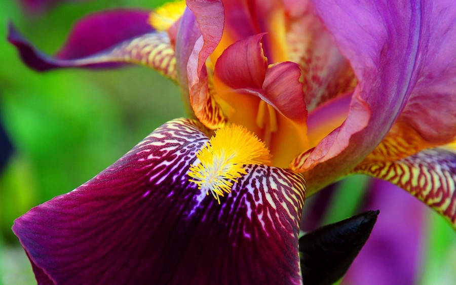 Stunning Pink Bearded Iris Flower In Full Bloom Wallpaper