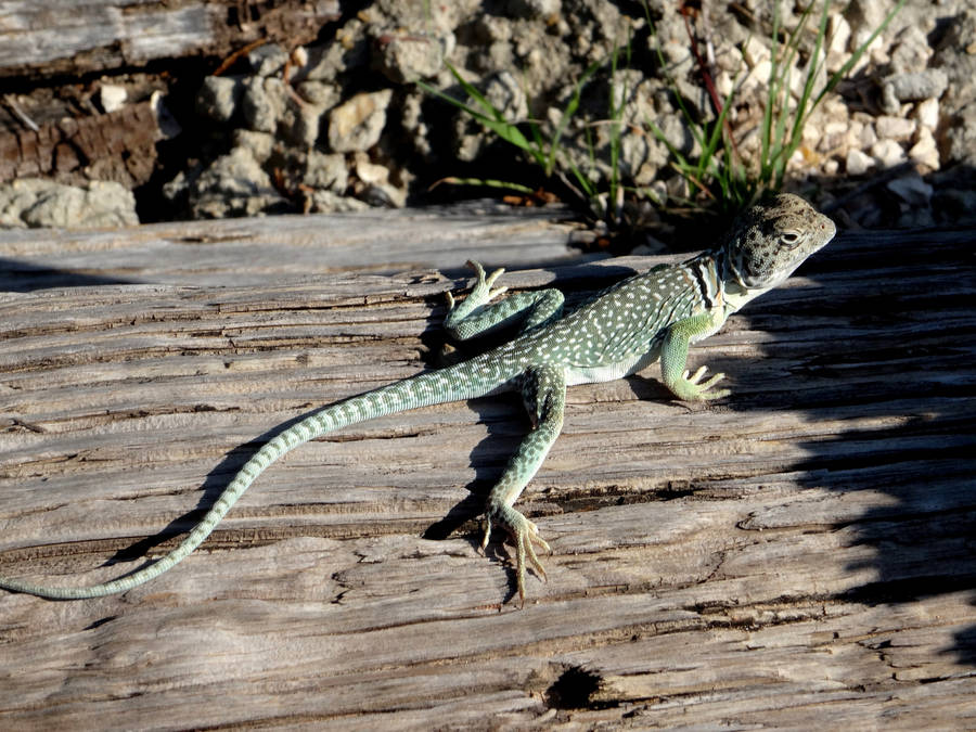 Stunning Portrait Of A Collared Lizard In Nature Wallpaper