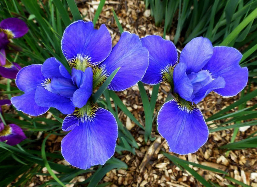 Stunning Silver-edged Iris Flowers In Full Bloom Wallpaper