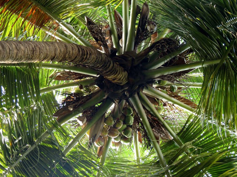 Stunning Tropical Beauty - Perspective View Of A Coconut Tree Wallpaper