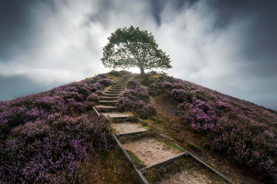 Stunning Web Landscape Of Google Wallpaper