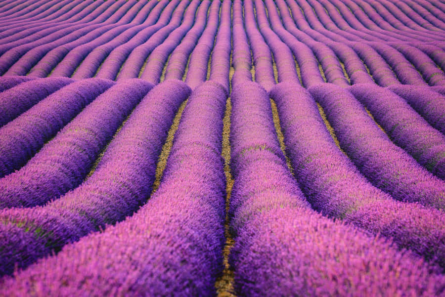 Stylish Lavender Aesthetic Laptop Wallpaper