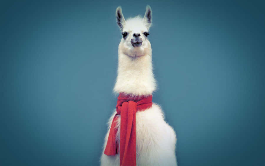 Stylish Llama With Scarf Wallpaper