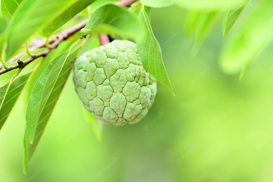 Sugar Apple Cute Lock Screen Wallpaper