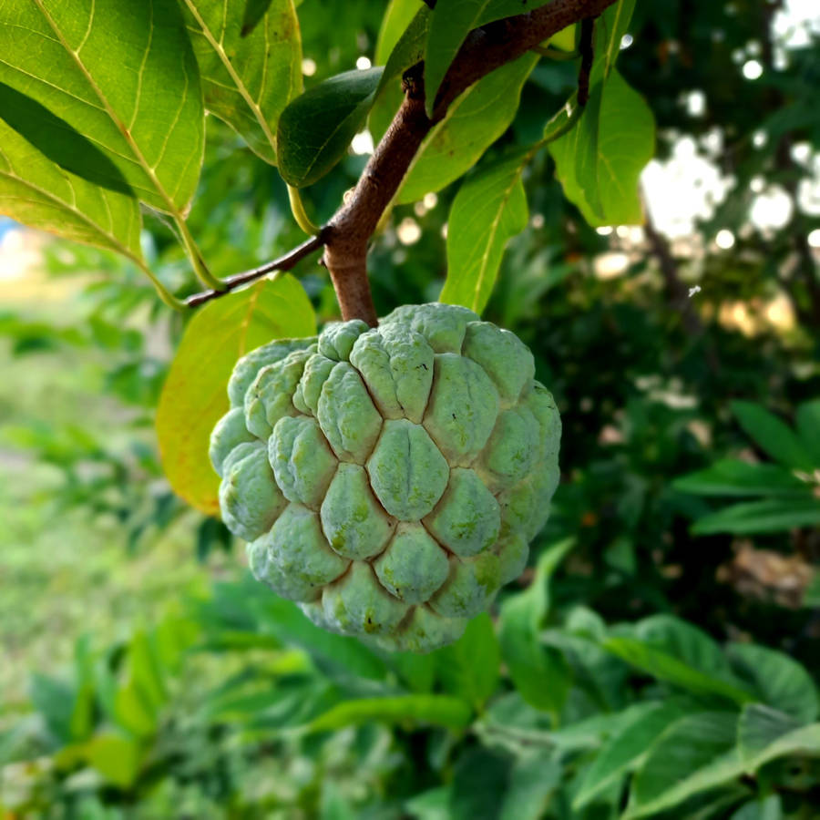 Sugar Apple Professional Photography Wallpaper