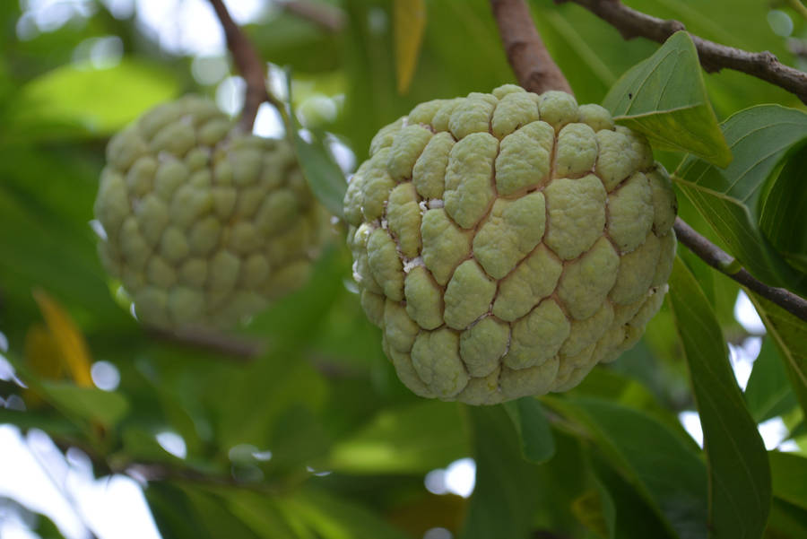 Sugar Apple Species Of Annona Wallpaper