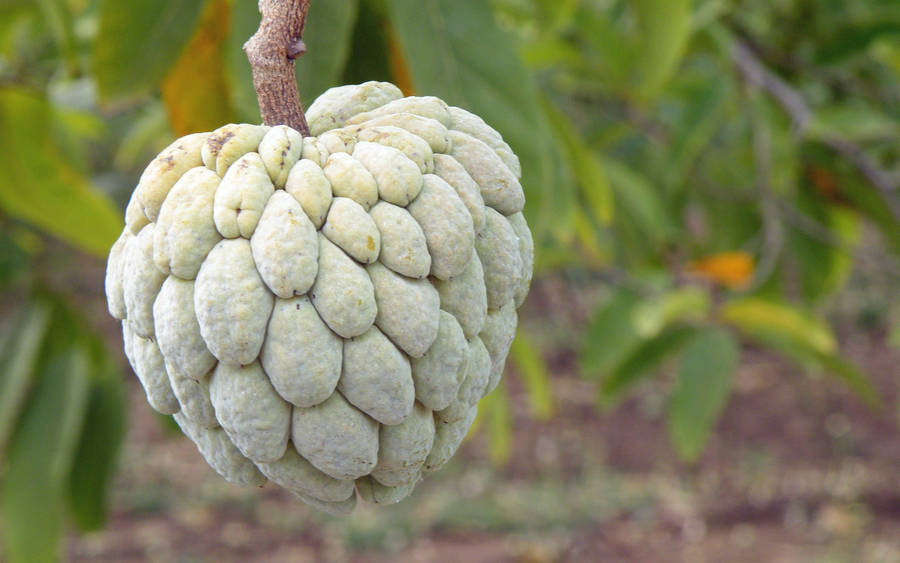 Sugar Apple Unique Tropical Tree Wallpaper