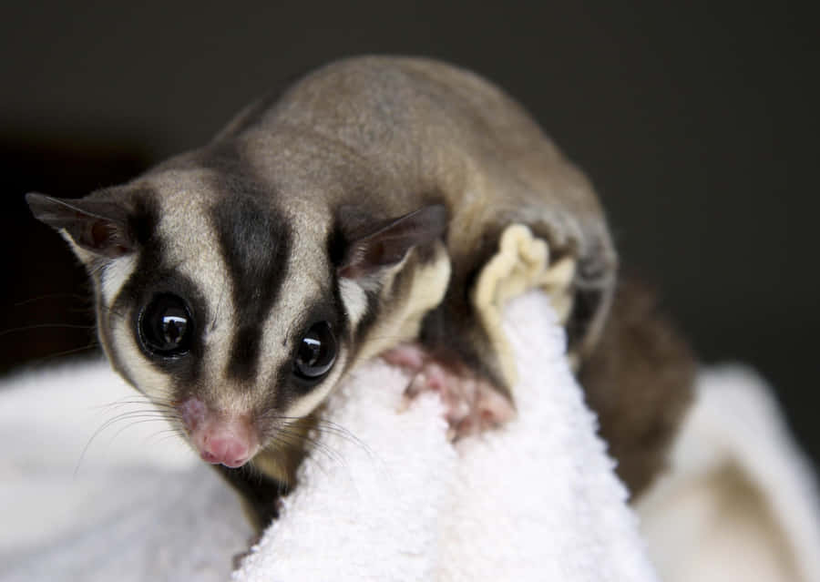 Sugar Glider Closeup Wallpaper