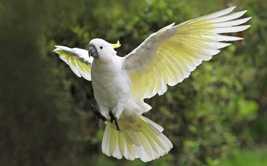 Sulphur Crested Cockatoo In Flight Wallpaper