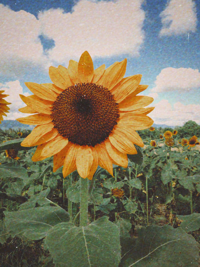 Summer Aesthetic Sunflower Wallpaper