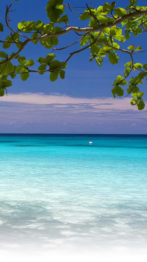 Summer Beach Iphone Tree Branch Wallpaper