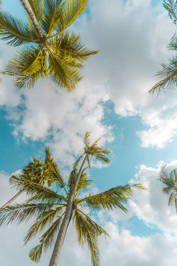 Summer Palm Trees Top Iphone Wallpaper