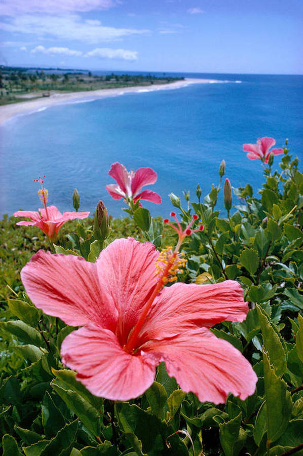 Sun-kissed Hibiscus Wallpaper