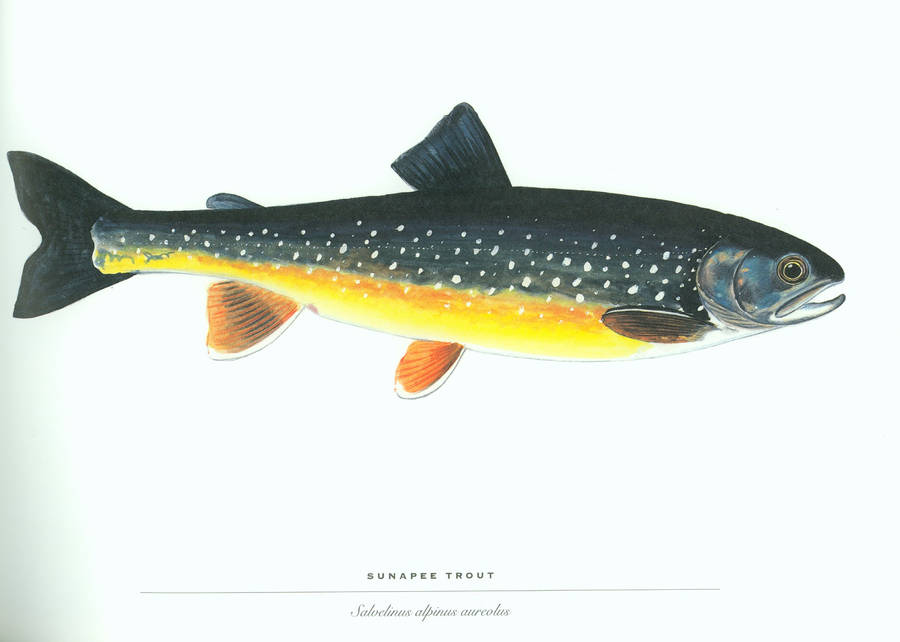 Sunapee Trout Fish Wallpaper